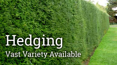 Hedges are planted to serve many functions in the garden. They can be great sound and pollution barriers, form boundaries, between properties, keep out unwanted visitors, and provide screening and privacy as well as a valuable habitat for wildlife.